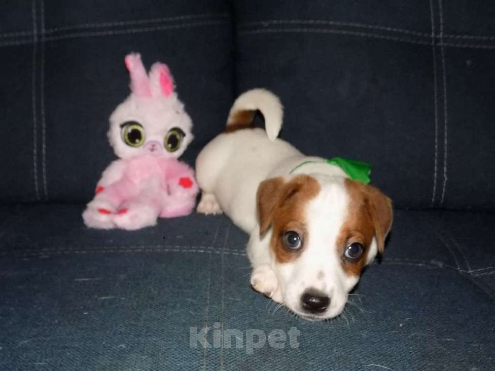 Собаки в Москве: Джек рассел терьер, мальчики Мальчик, 30 000 руб. - фото 6