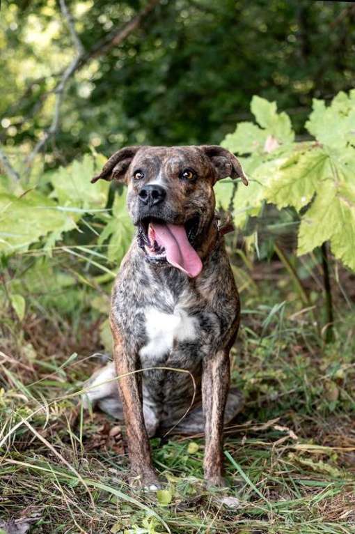 Собаки в Москве: Красавец стафф Хайдеггер в добрые руки Мальчик, 1 руб. - фото 2
