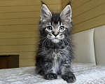 Кошки в других городах Московской области: Мейн-кун ❤️ Мальчик, 60 000 руб. - фото 2