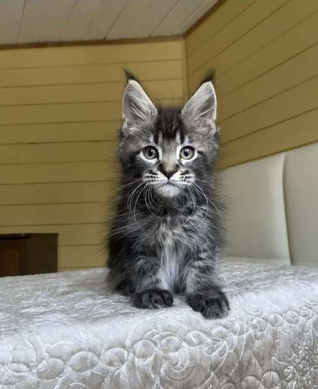 Кошки в других городах Московской области: Мейн-кун ❤️ Мальчик, 60 000 руб. - фото 2