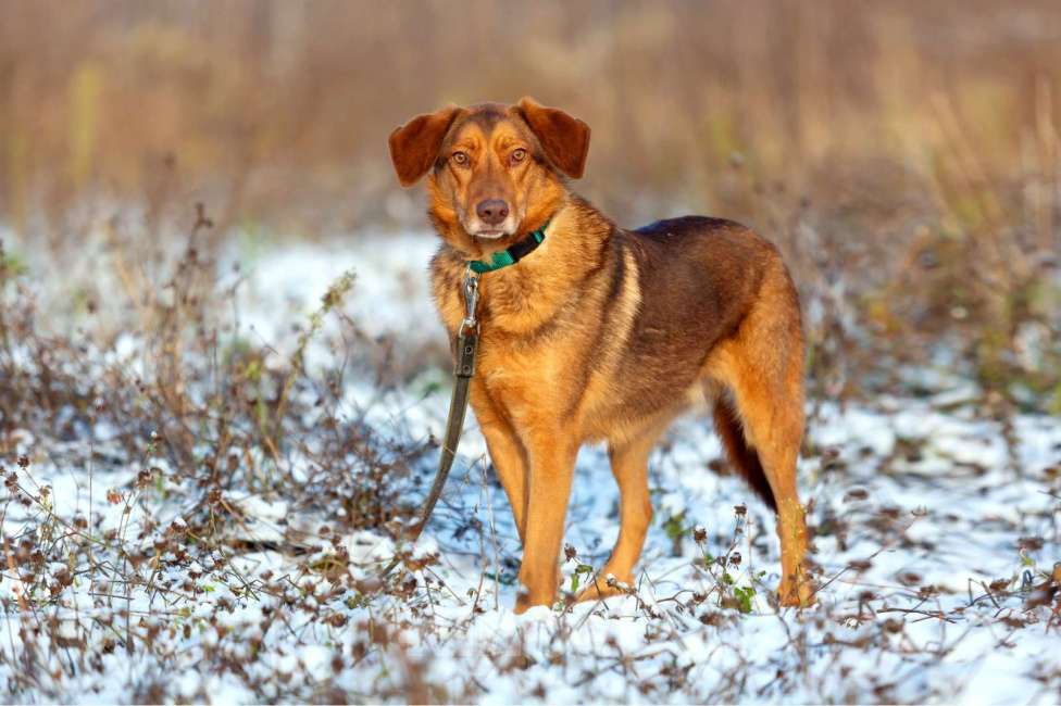 Собаки в Москве: Спешим познакомить вас с Мокко!  Мальчик, Бесплатно - фото 5
