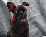 Собаки в Череповце: Мальчик французского бульдога Мальчик, 45 000 руб. - фото 1