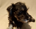 Собаки в Москве: Суки цвергшнауцера, рождения 3.12.2025 Девочка, 55 000 руб. - фото 1
