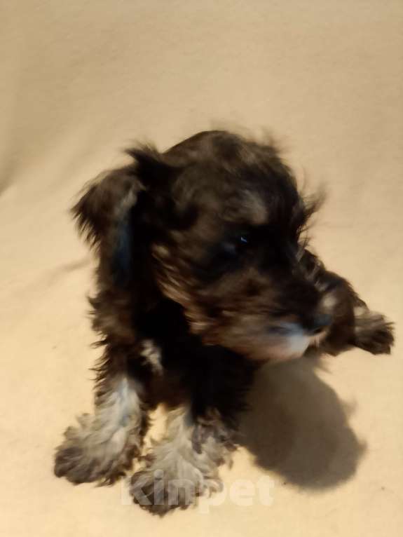 Собаки в Москве: Суки цвергшнауцера, рождения 3.12.2025 Девочка, 55 000 руб. - фото 1