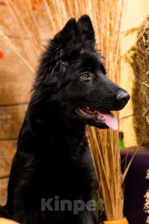 Собаки в Сергиеве Посаде: Немецкая Овчарка; Девочка, 80 000 руб. - фото 3