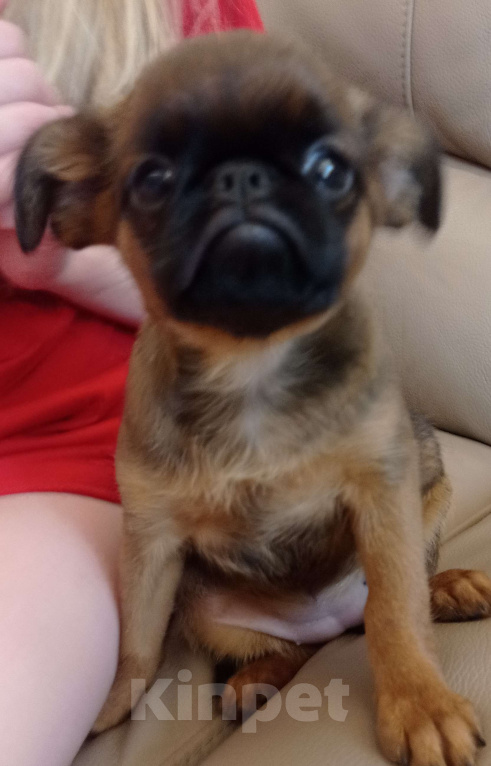 Собаки в Москве: Девочка рыжая  Девочка, 55 000 руб. - фото 2