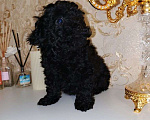 Собаки в Москве: Красивые малыши той пуделя. Мальчик, 75 000 руб. - фото 2