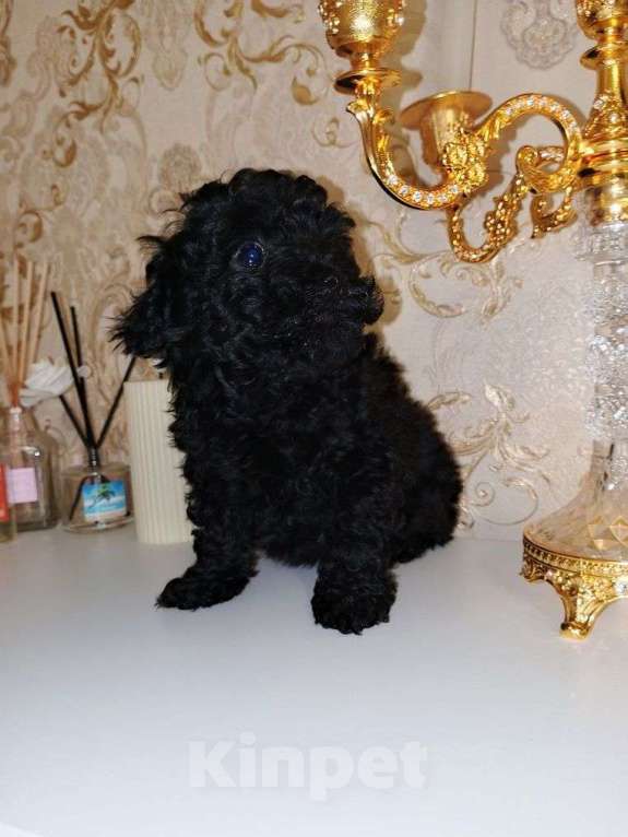 Собаки в Москве: Красивые малыши той пуделя. Мальчик, 75 000 руб. - фото 2