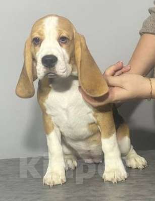 Собаки в Иркутске: Продам щенка породы "Бигль". Девочка, Бесплатно - фото 3