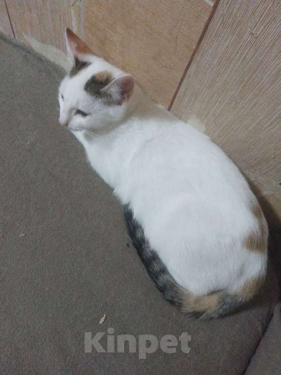 Кошки в Омске: Степа Мальчик, 60 руб. - фото 1