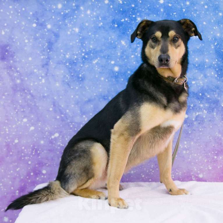 Собаки в Москве: Яна Девочка, Бесплатно - фото 4