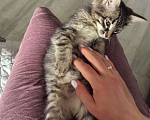 Кошки в Ижевске: котенок в добрые руки Мальчик, Бесплатно - фото 3
