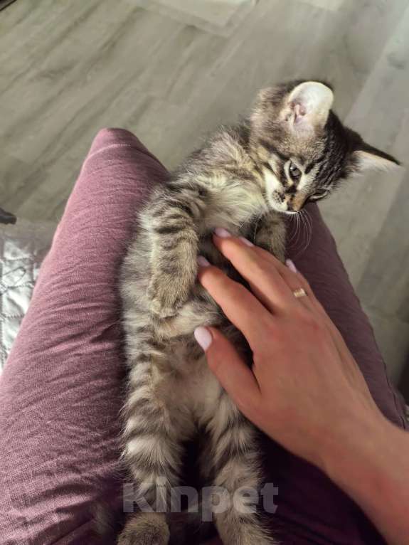Кошки в Ижевске: котенок в добрые руки Мальчик, Бесплатно - фото 3