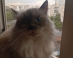 Кошки в Челябинске: Кошечку в добрые руки Девочка, Бесплатно - фото 2