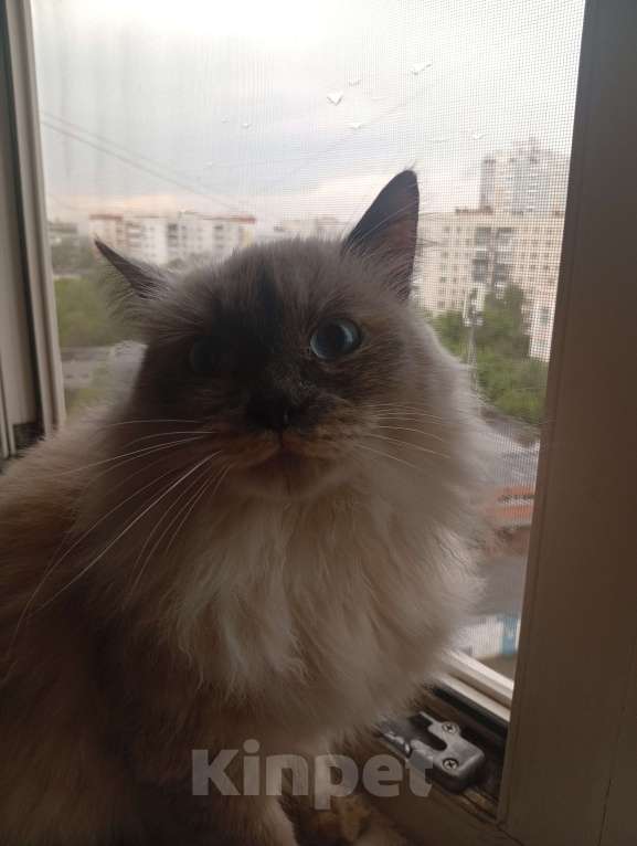 Кошки в Челябинске: Кошечку в добрые руки Девочка, Бесплатно - фото 2