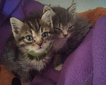 Кошки в Томске: Котёнок в добрые руки Девочка, Бесплатно - фото 6