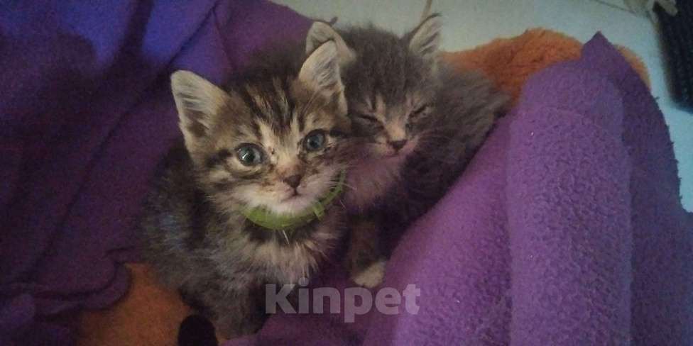 Кошки в Томске: Котёнок в добрые руки Девочка, Бесплатно - фото 6