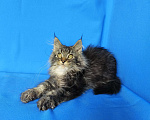 Кошки в Москве: Котёнок Мейн-кун Девочка Девочка, 45 000 руб. - фото 4