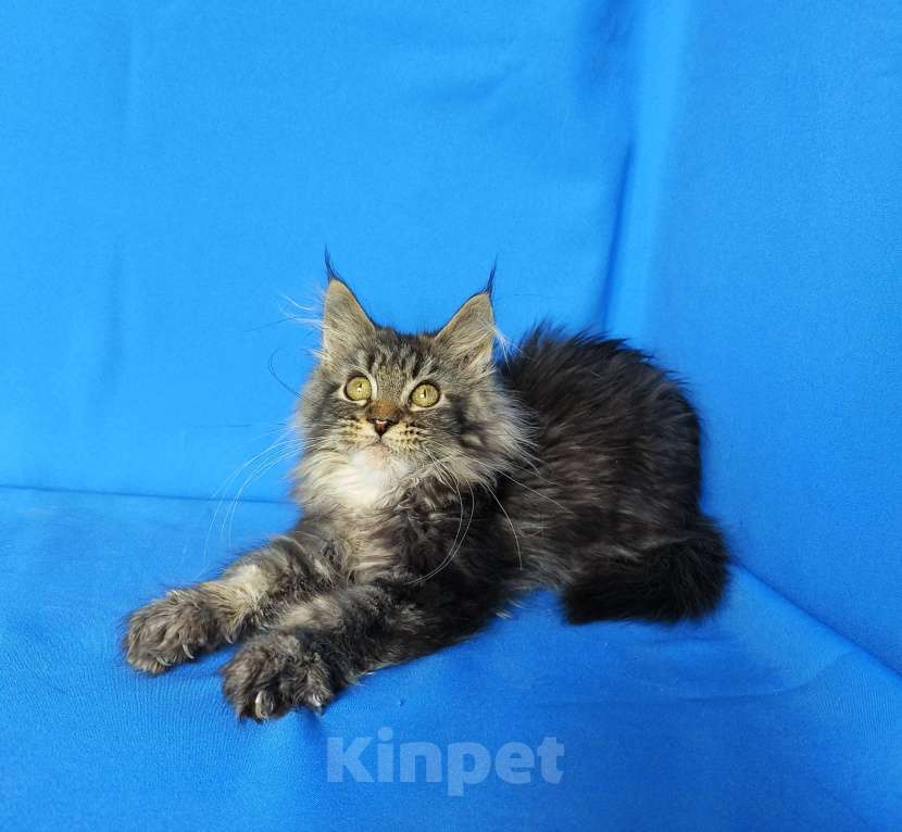 Кошки в Москве: Котёнок Мейн-кун Девочка Девочка, 45 000 руб. - фото 4