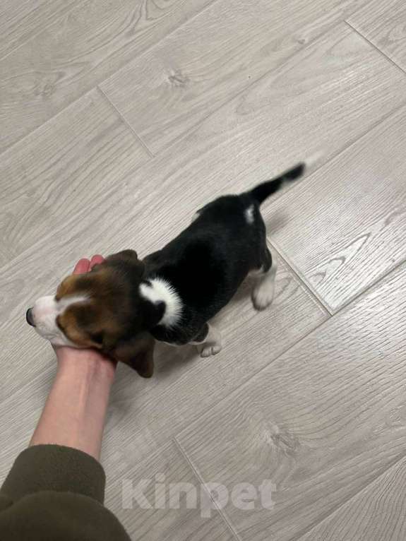 Собаки в Москве: Щенок мальчик бигль в заботливые руки Мальчик, 30 000 руб. - фото 5