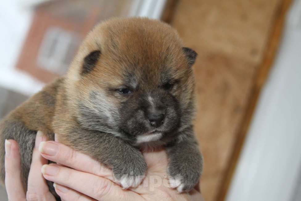 Собаки в Самаре: сиба Девочка, 45 000 руб. - фото 3