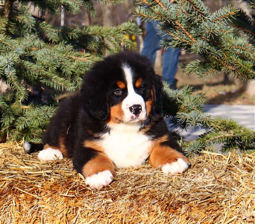 Собаки в Москве: Щенок Бернского Зенненхунда Мальчик, Бесплатно - фото 3