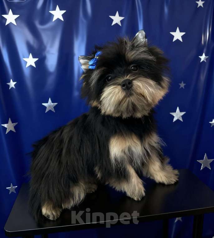 Собаки в Москве: Крупный йорк мальчик стандарт нежный Мальчик, 35 000 руб. - фото 5