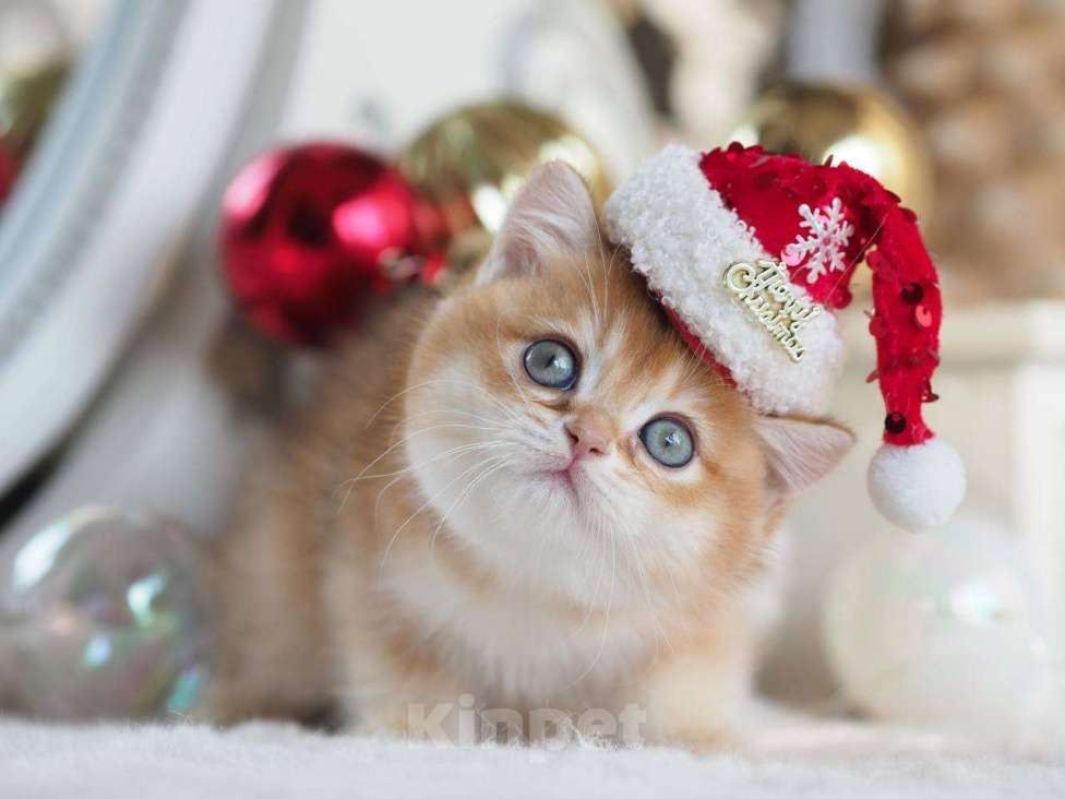 Кошки в Москве: Британская девочка Фианита Девочка, 150 000 руб. - фото 5