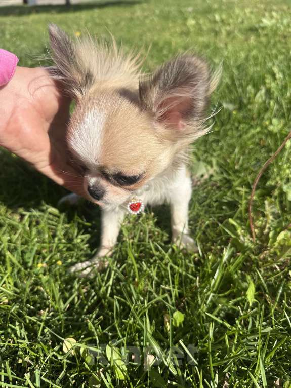 Собаки в Москве: Прекрасная породистая девочка  Девочка, 75 000 руб. - фото 4