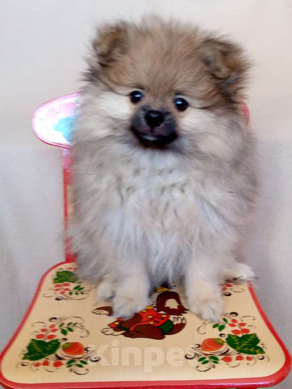 Собаки в Москве: Немецкий/померанский малый шпиц Мальчик, Бесплатно - фото 2