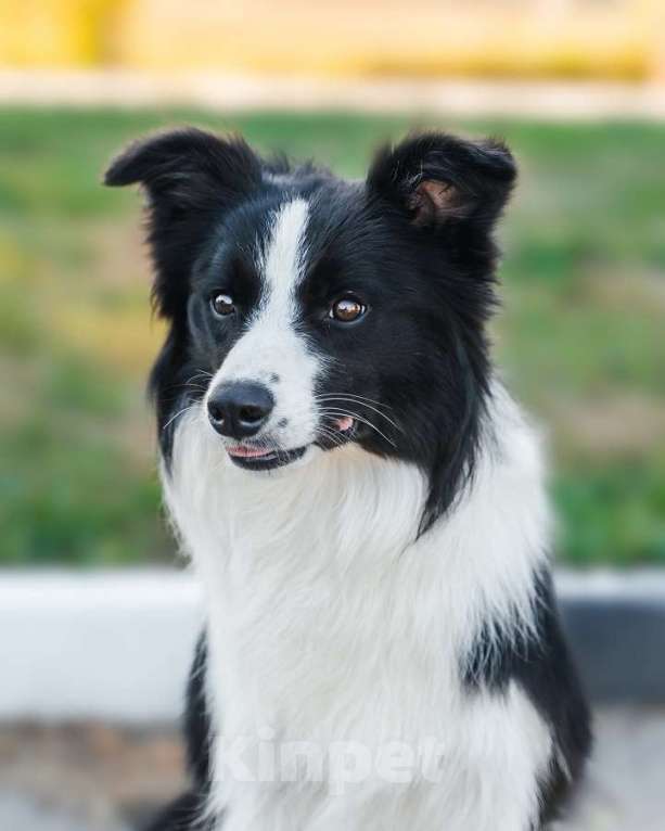 Собаки в Москве: Бордер-колли Чемпион, РКФ документы Мальчик, Бесплатно - фото 1
