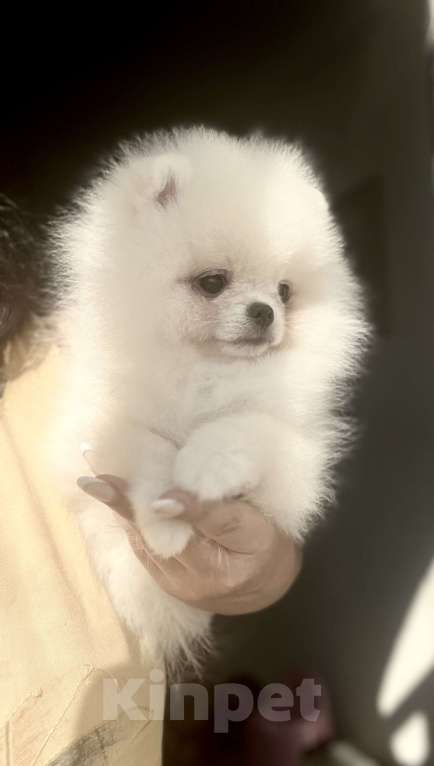 Собаки в Павловском Посаде: белый самец померанского шпица Мальчик, 60 000 руб. - фото 2