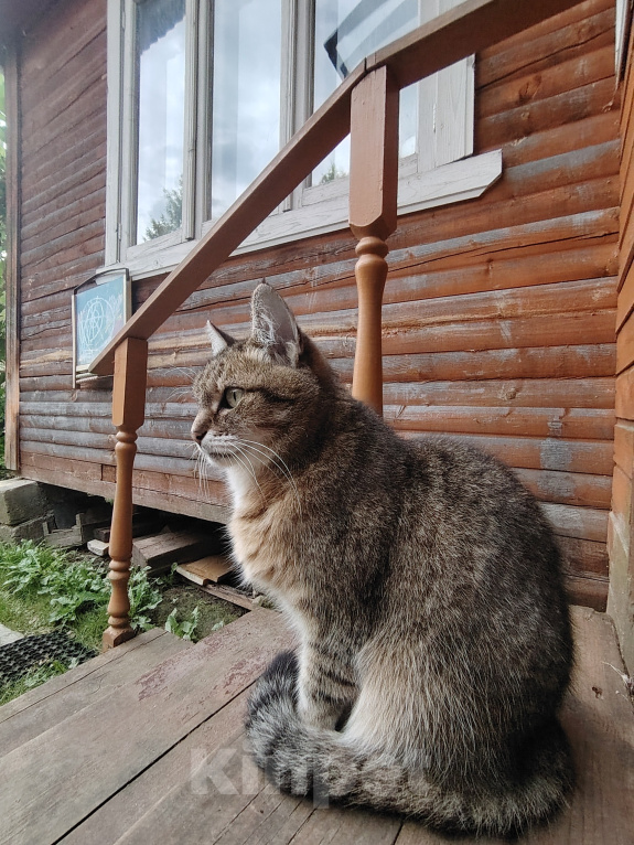 Кошки в Москве: Отдаю кошку в добрые руки Девочка, Бесплатно - фото 3