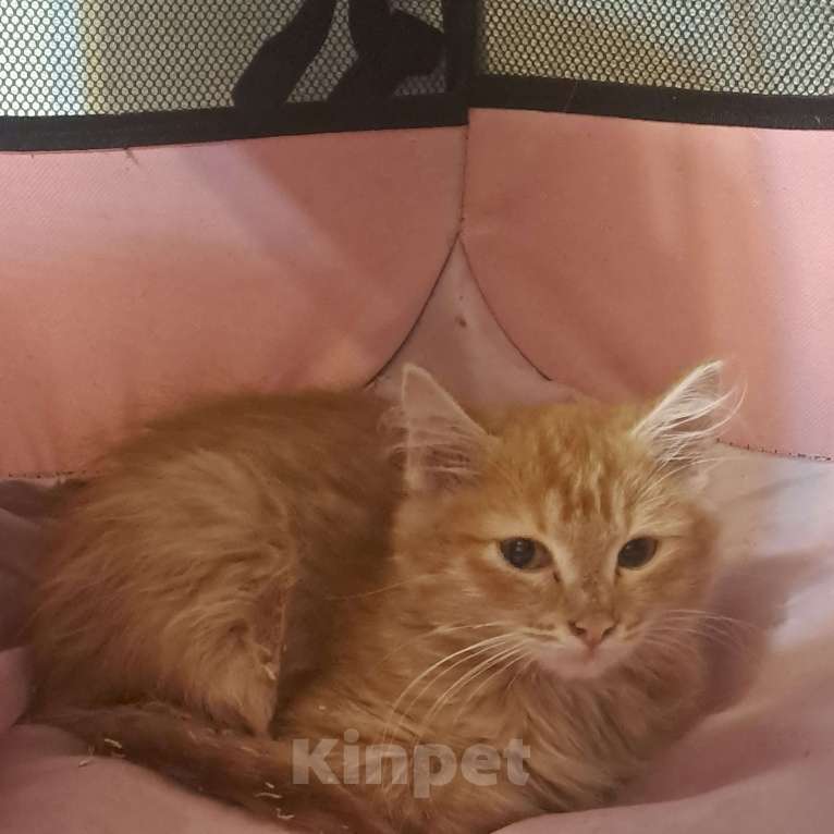 Кошки в Екатеринбурге: Котенок в добрые руки  Мальчик, Бесплатно - фото 5