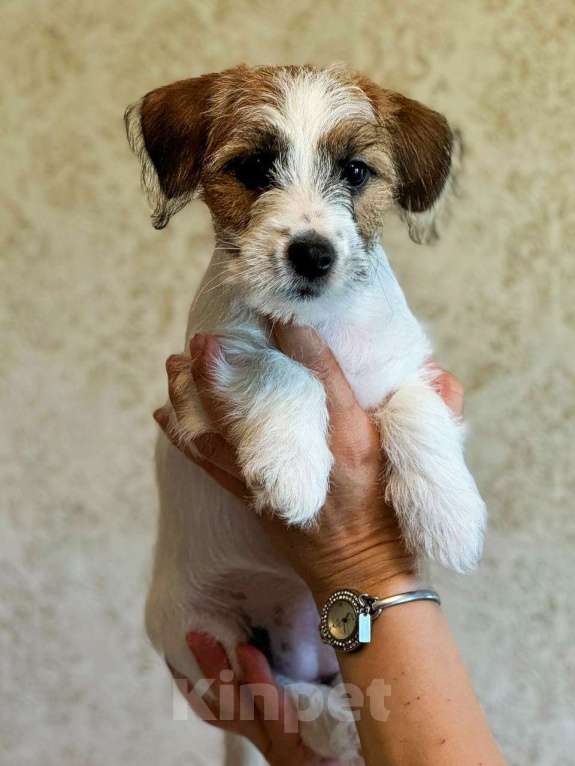 Собаки в Красноярске: Щенок Джек Рассел Терьер от Чемпионов c родословной Девочка, 30 000 руб. - фото 8