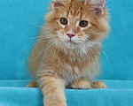 Кошки в Мытищах: Котенок Мейн-кун Мальчик, 40 000 руб. - фото 4