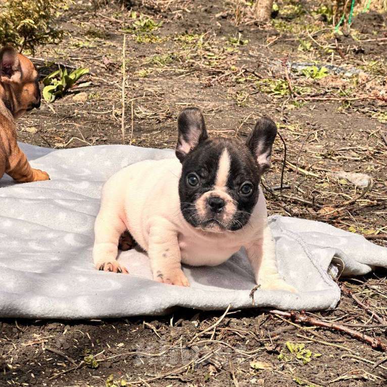 Собаки в Москве: Мальчик стандарт РКФ бело тигровый Мальчик, Бесплатно - фото 2