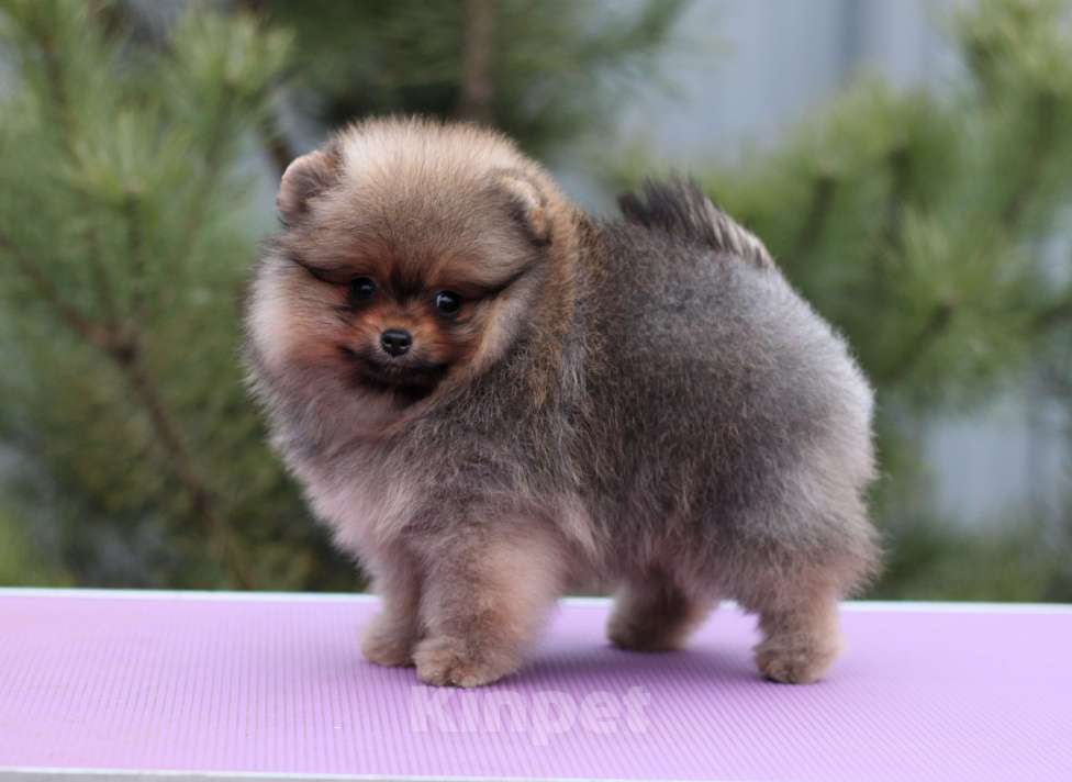 Собаки в Москве: Щенки померанского шпица Девочка, Бесплатно - фото 3