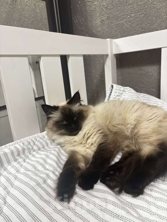 Кошки в Москве: Невские маскарадные котята  Девочка, 25 000 руб. - фото 3