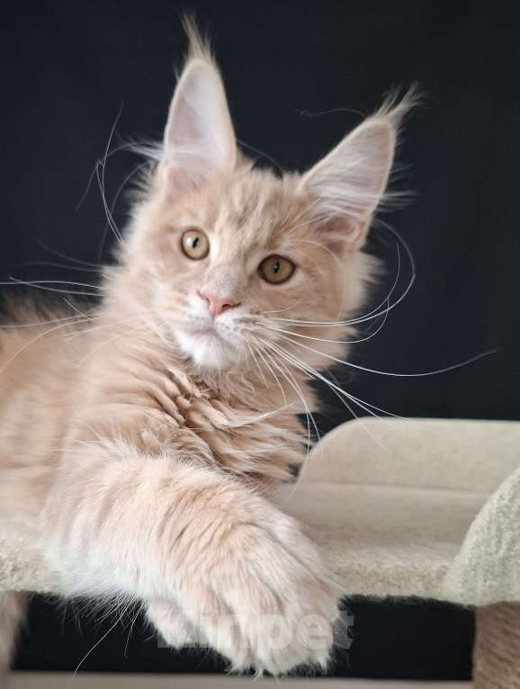 Кошки в Екатеринбурге: Девочка мейн кун  Девочка, 40 000 руб. - фото 3