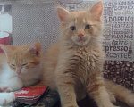 Кошки в Армавире: Котятки в добрые ручки 😻 Разнополые, Бесплатно - фото 3