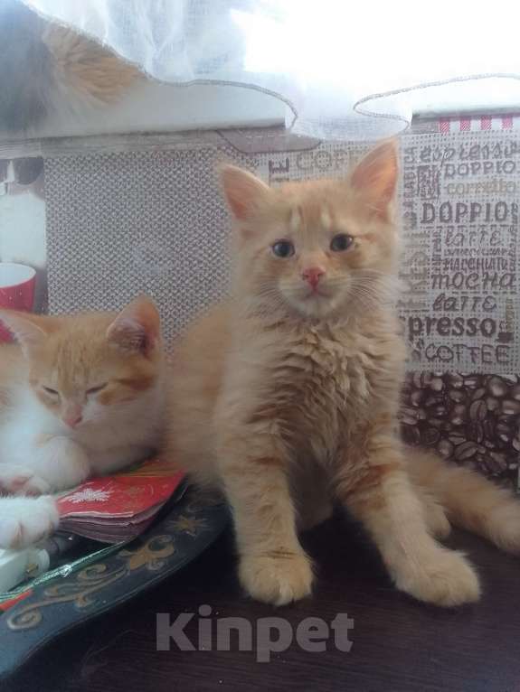 Кошки в Армавире: Котятки в добрые ручки 😻 Разнополые, Бесплатно - фото 3