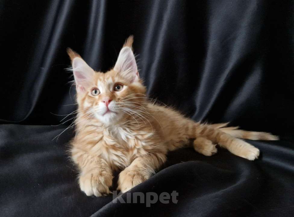 Кошки в Москве: Пресненские котята породы мейн-кун. Арнольд Мальчик, 50 000 руб. - фото 1