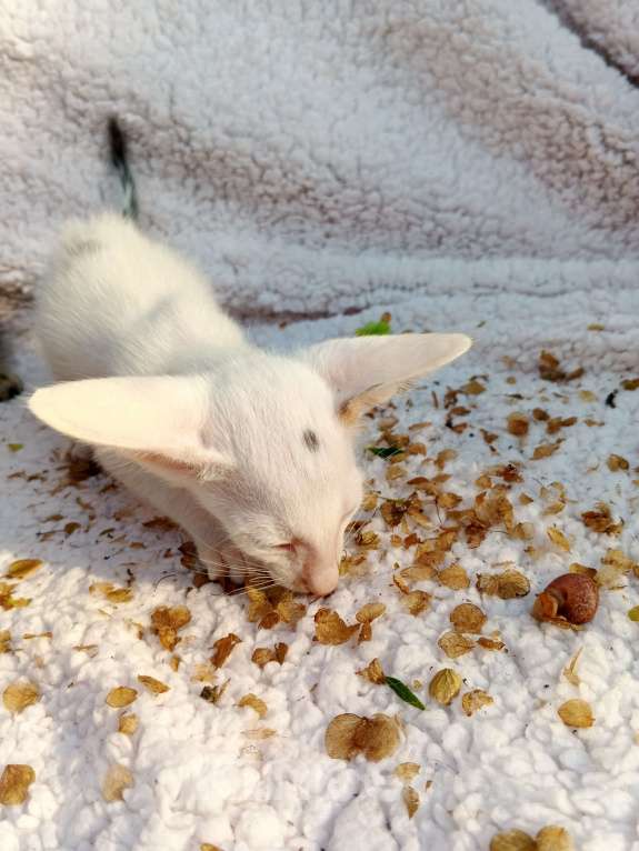 Кошки в Москве: Ориентальный мальчик, ванн Мальчик, 50 000 руб. - фото 9