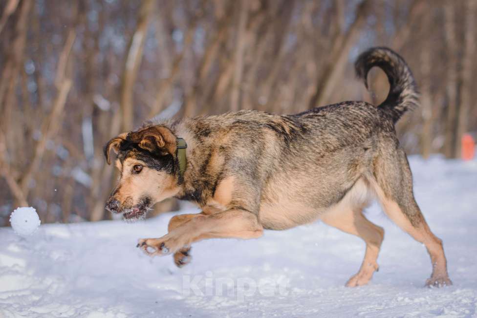 Собаки в Москве: Ника Девочка, Бесплатно - фото 6