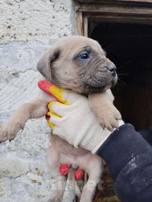 Собаки в Феодосии: Кане корсо Мальчик, Бесплатно - фото 5