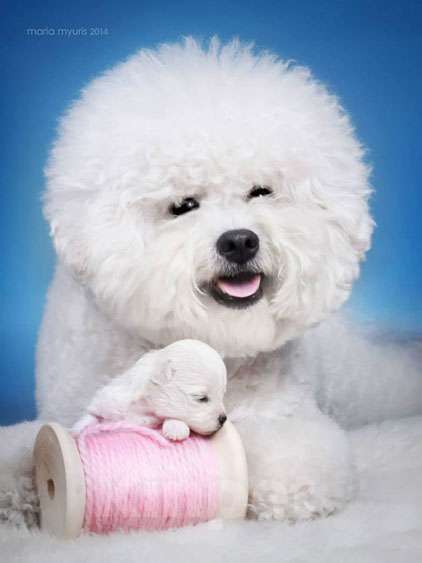 Собаки в Москве: Бишон фризе щенки Девочка, 130 000 руб. - фото 3