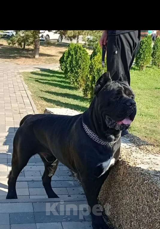 Собаки в Белом Калитве: Щенки Кане-корсо Мальчик, 50 000 руб. - фото 8