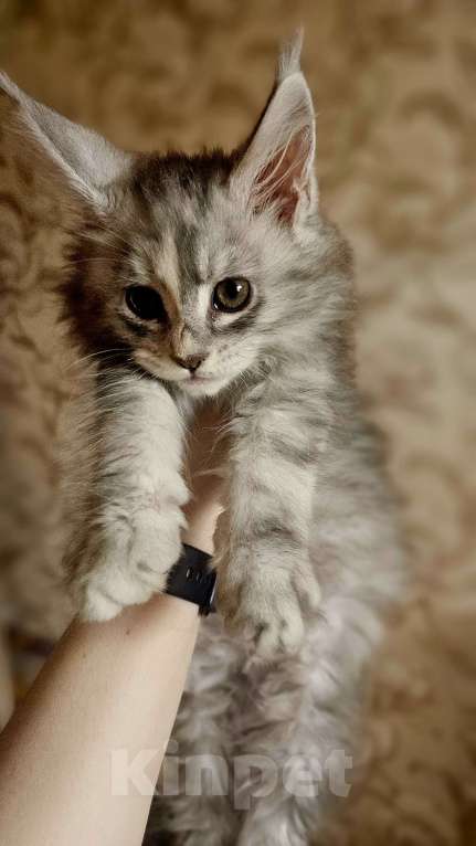 Кошки в Санкт-Петербурге: Котята мэйнкунов Девочка, 40 000 руб. - фото 3