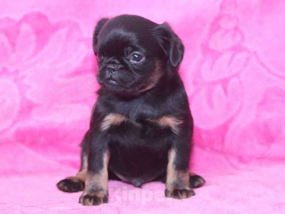 Собаки в Санкт-Петербурге: Маленький проказник Мальчик, 80 000 руб. - фото 6
